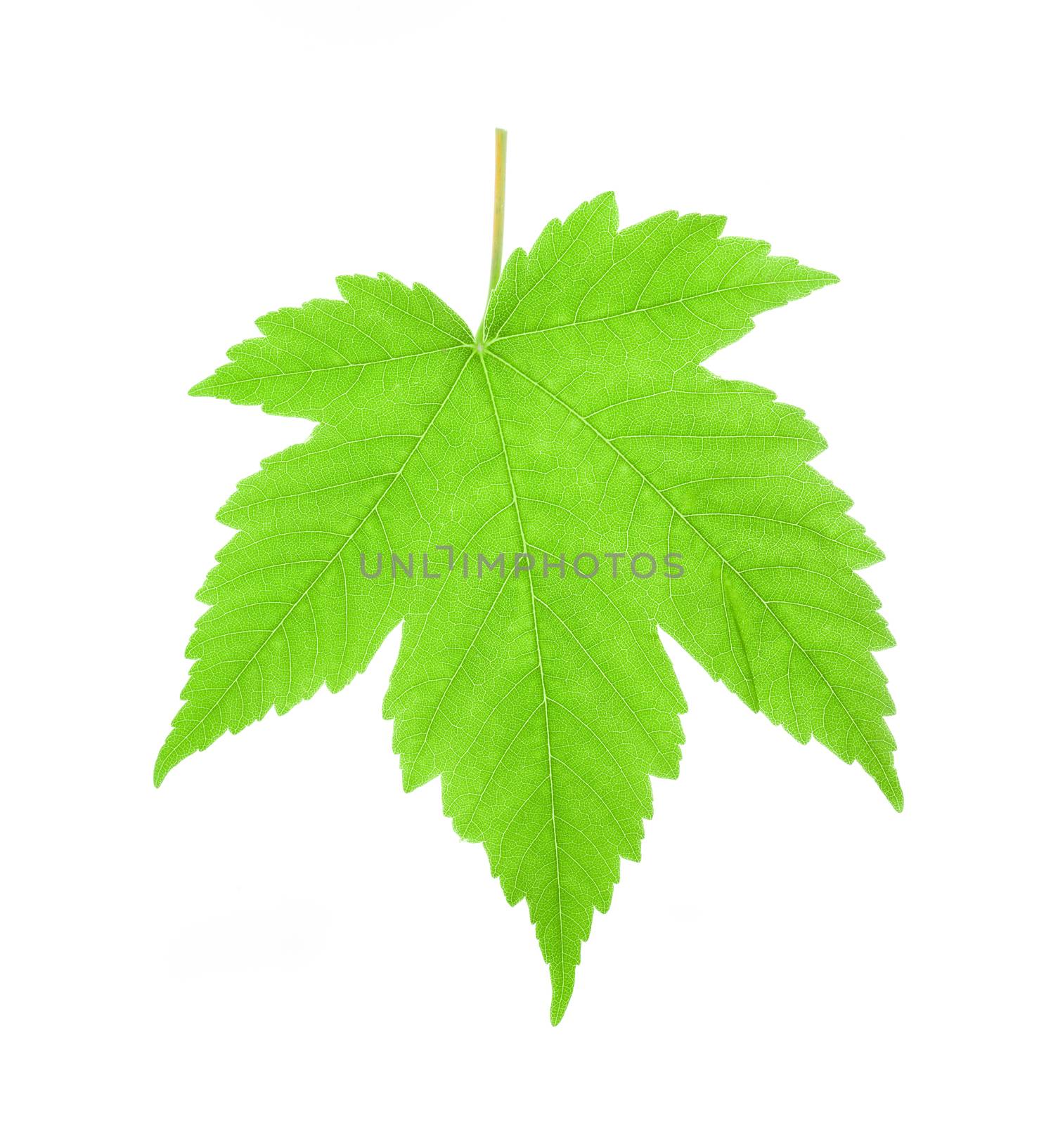 Green maple leaf isolated on white background by motorolka