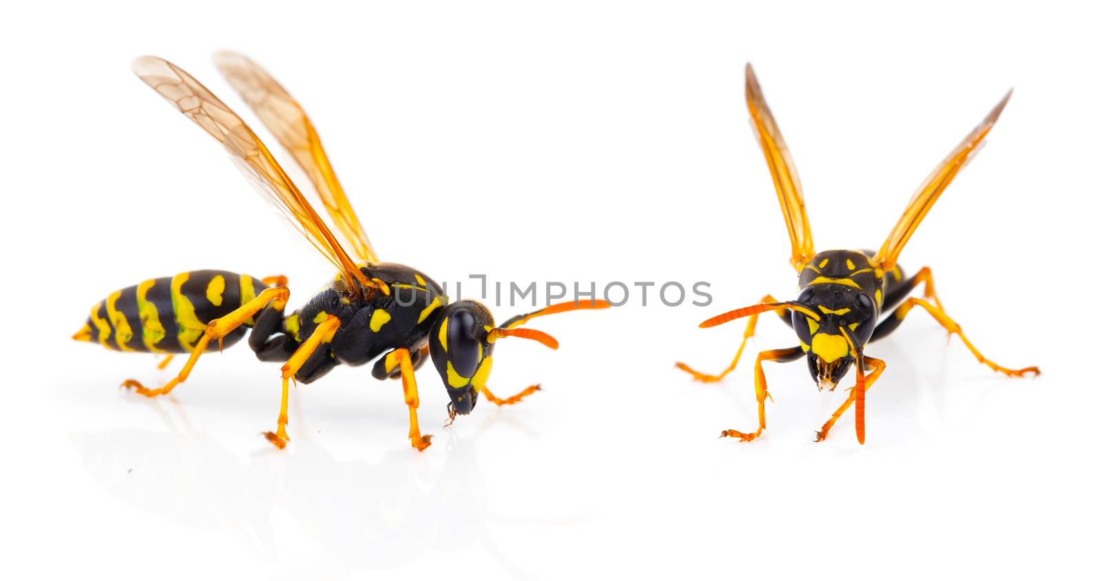 wasp isolated on white background by motorolka