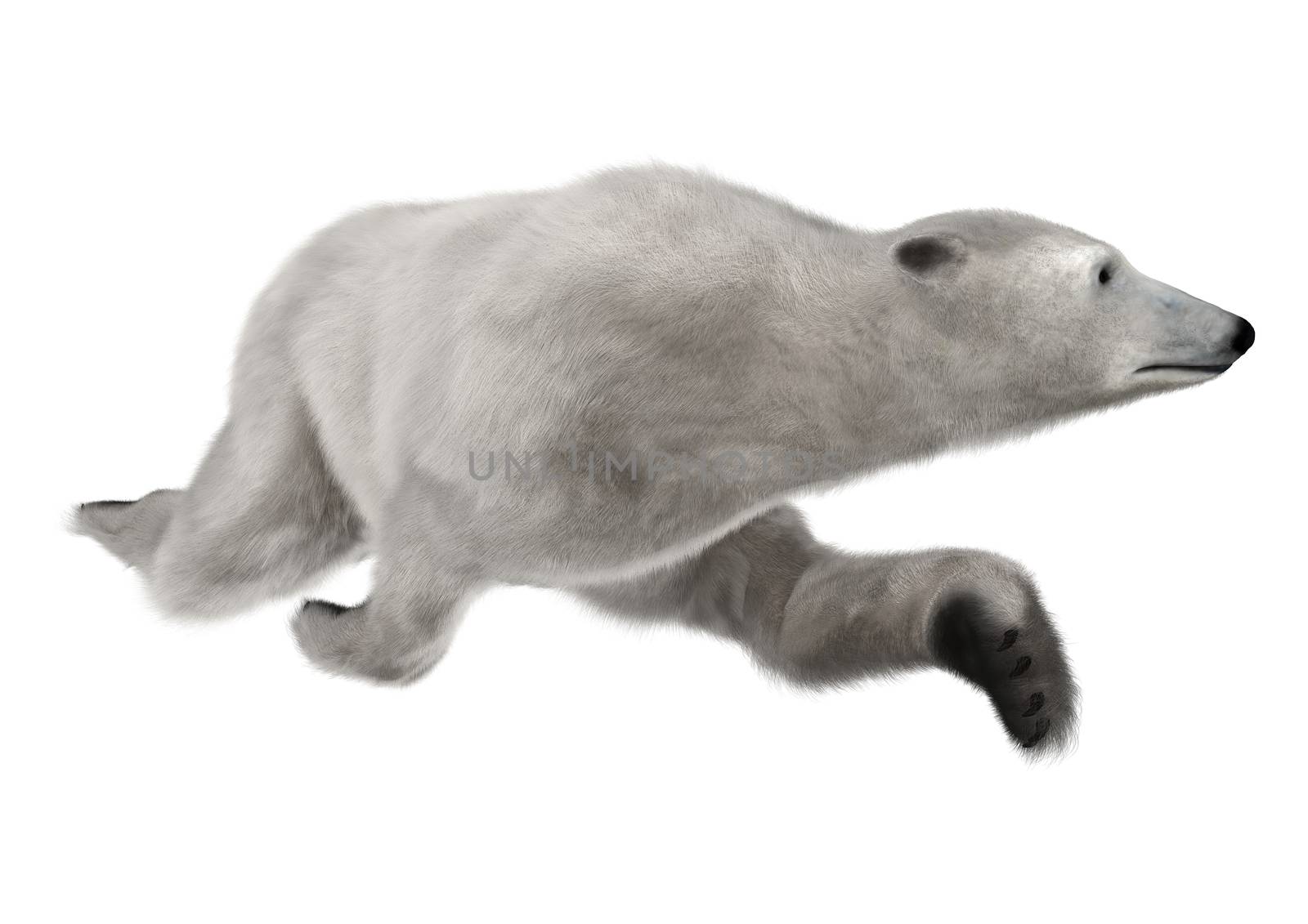 3D digital render of a polar bear swimming isolated on white background