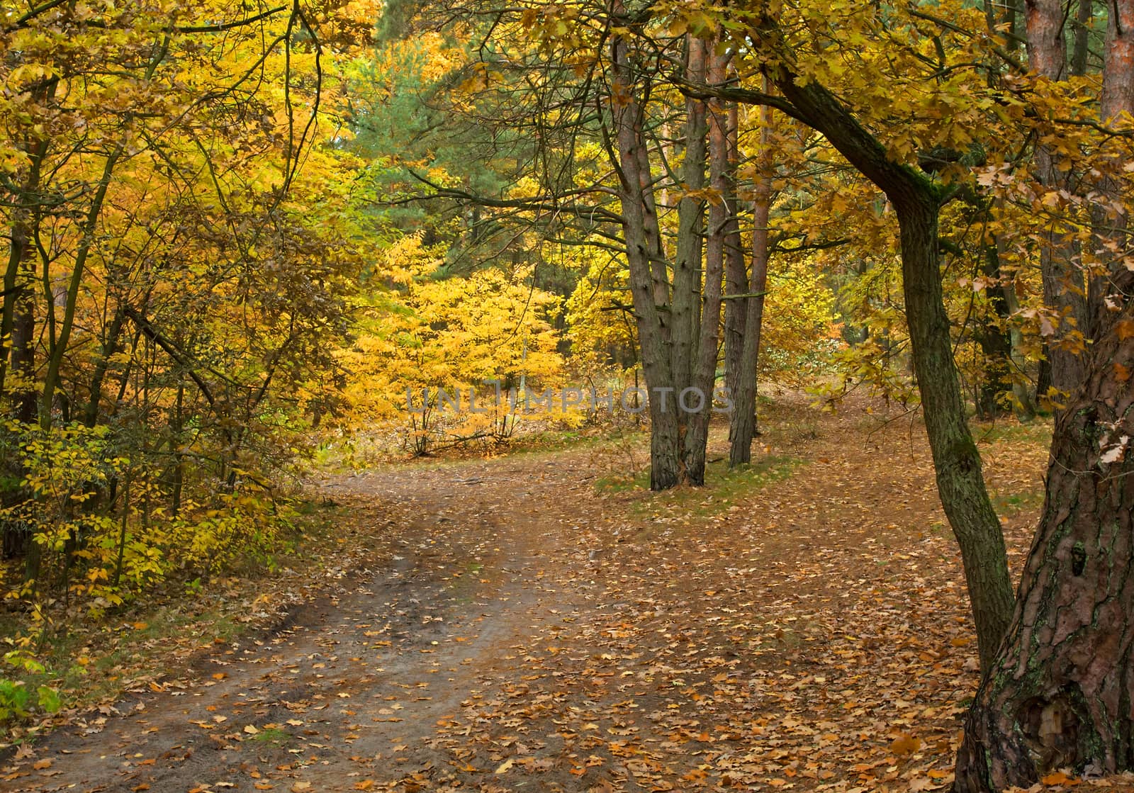 
Sandy road in the forest in autumn, in foggy, cloudy morning. Colored leaves on the oaks and clones growing at the road.Poland.Horizontal view.