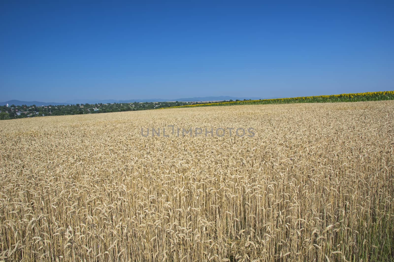 Wheat field and the village behind