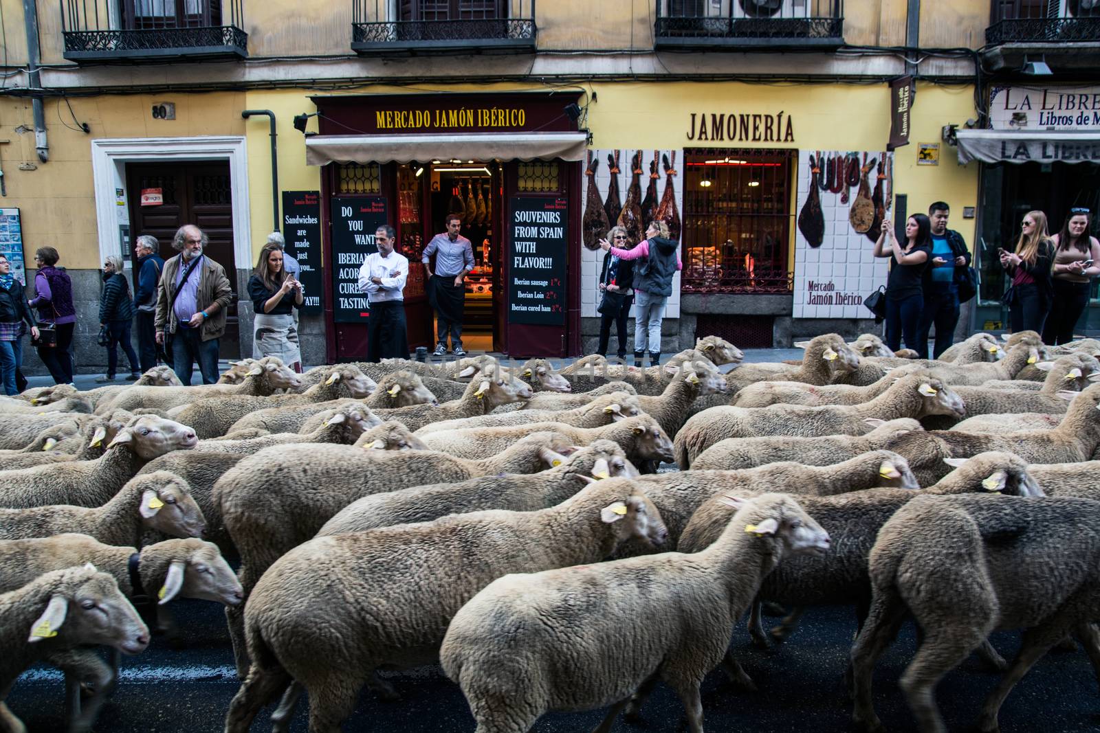 SPAIN, Madrid: Shepherds halted traffic in Madrid as they guided a flock of 2,000 sheep through the streets on October 25, 2015.  For the past 22 autumns shepherds have been exercising the right to seasonal livestock migration routes that existed before Madrid expanded to the great city it is today. 