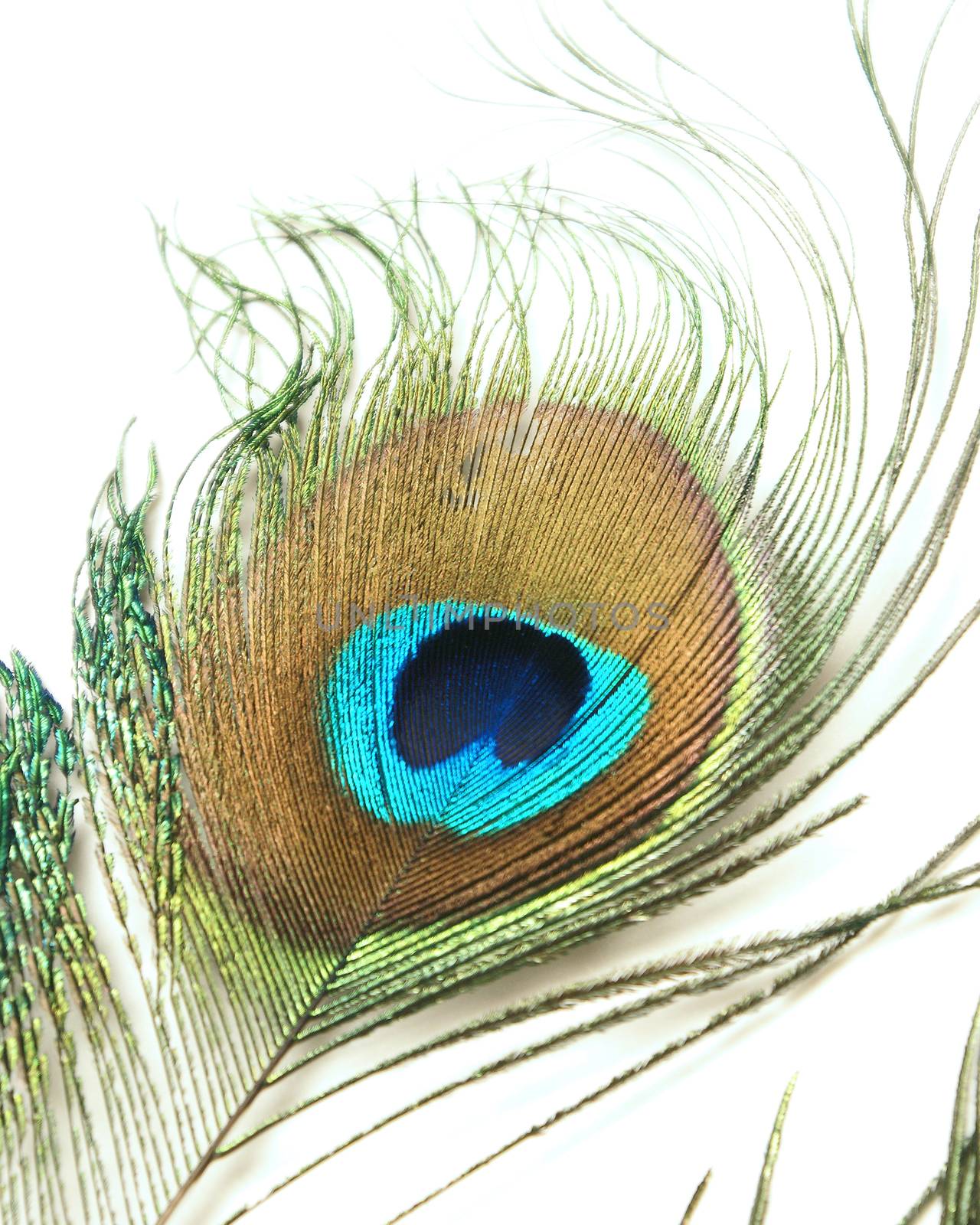 A closeup shot of a peacock feather over a white background.