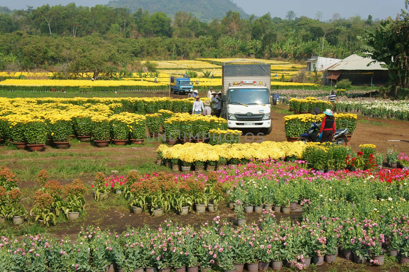 Asian farmer harvest, flower, trader transport by xuanhuongho