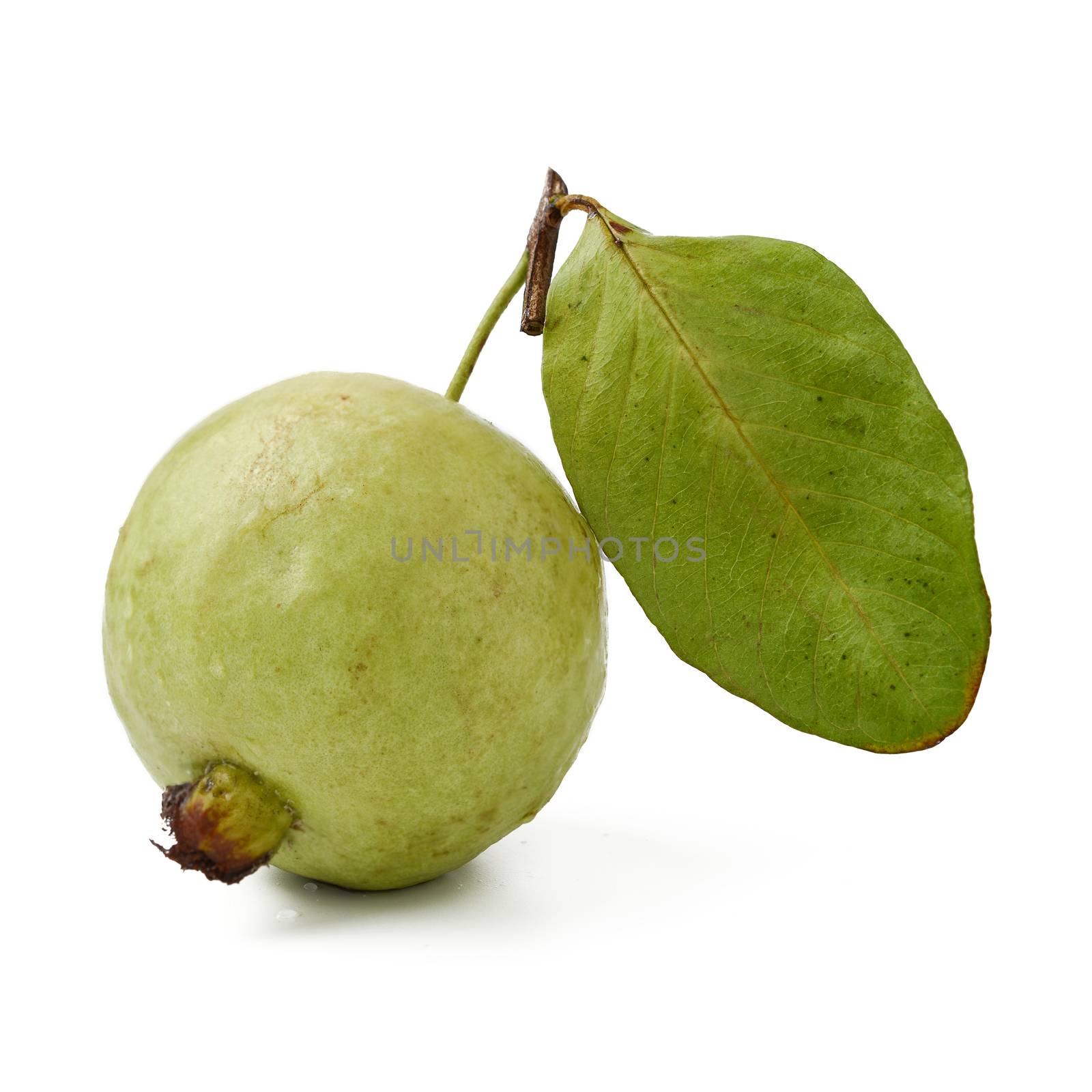 guava fruit by antpkr
