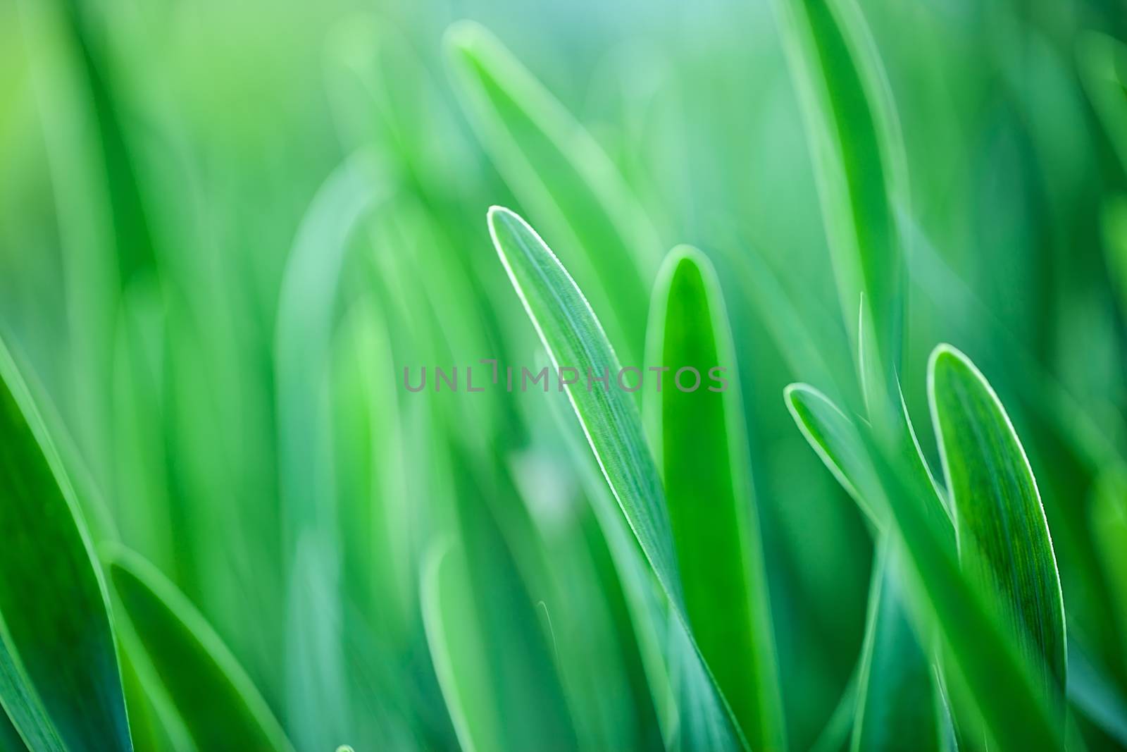 The beautiful spring flowers background. Nature bokeh