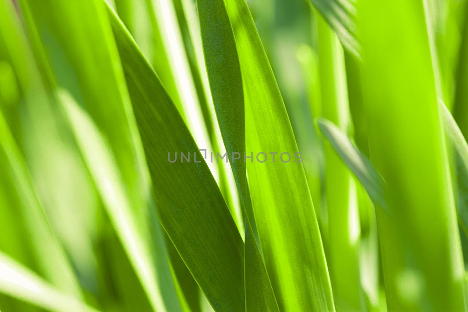 Green grass. Soft focus by H2Oshka