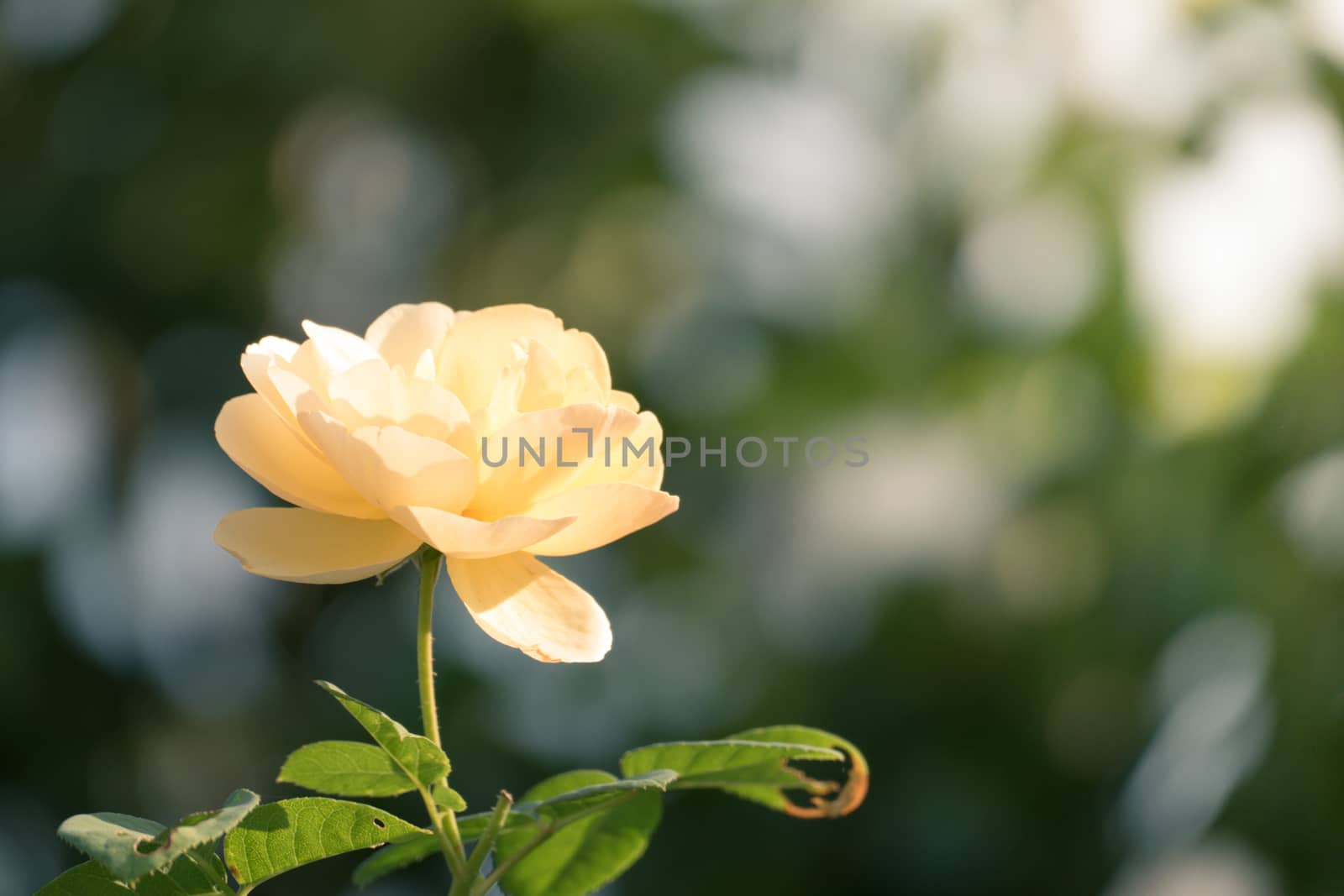 Roses in the garden filtered, Roses are beautiful with a beautiful sunny day.