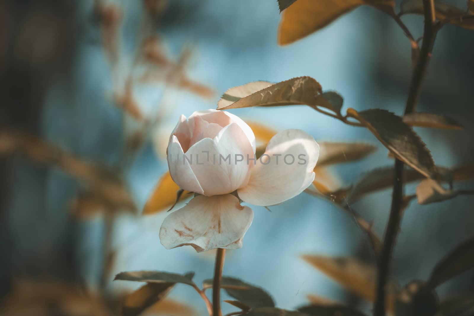 Roses in the garden filtered, Roses are beautiful with a beautiful sunny day.