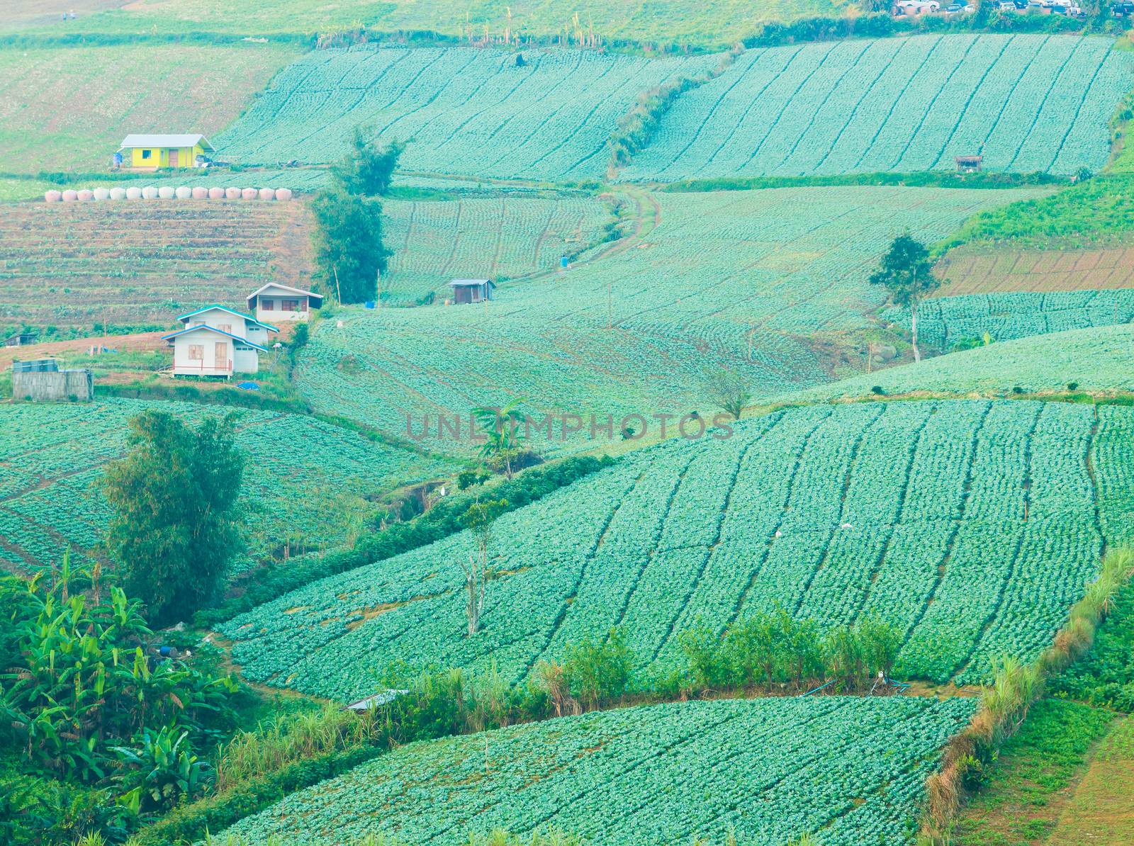 Vegetable of farmers on a mountain in Phu Thap Boek Thailand.