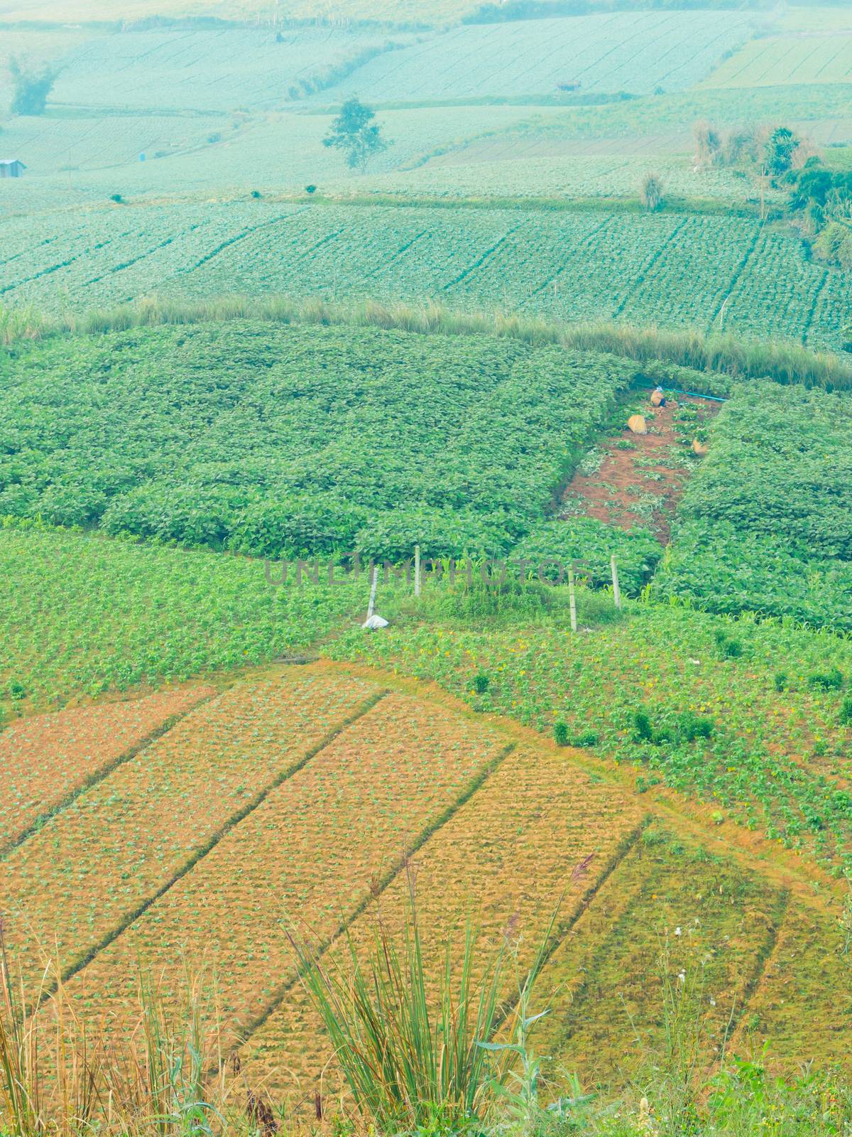 Vegetable of farmers on a mountain in Phu Thap Boek Thailand.