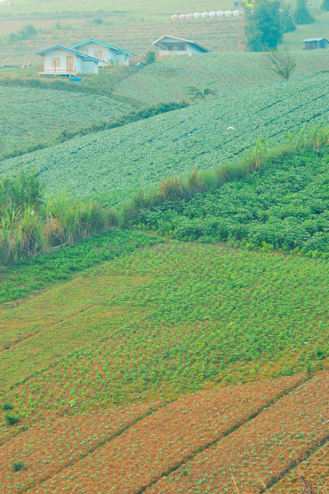 Vegetable of farmers on a mountain in Phu Thap Boek Thailand.