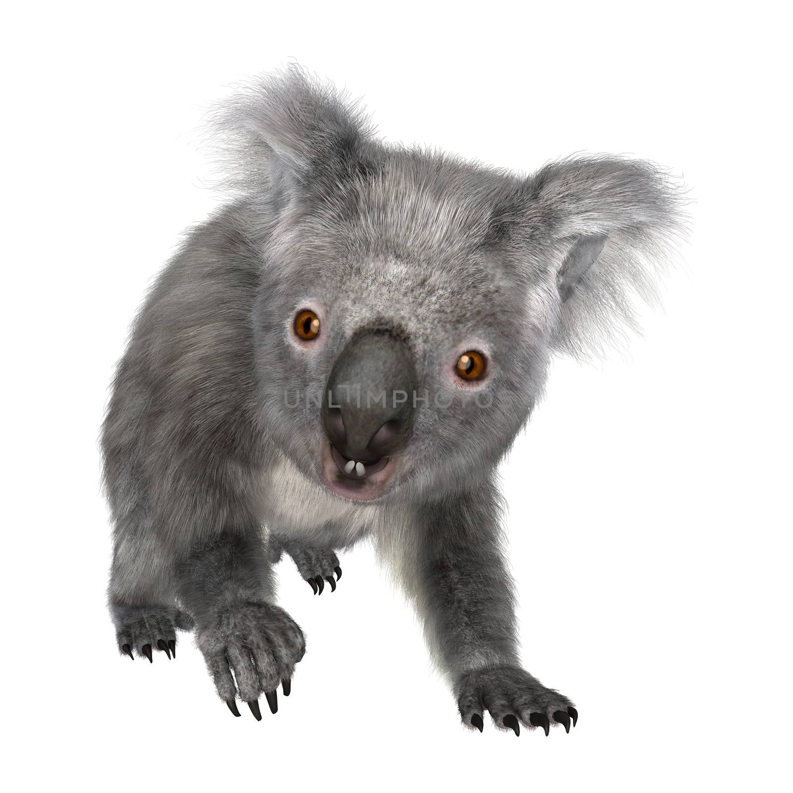 Australian Koala Bear by Vac