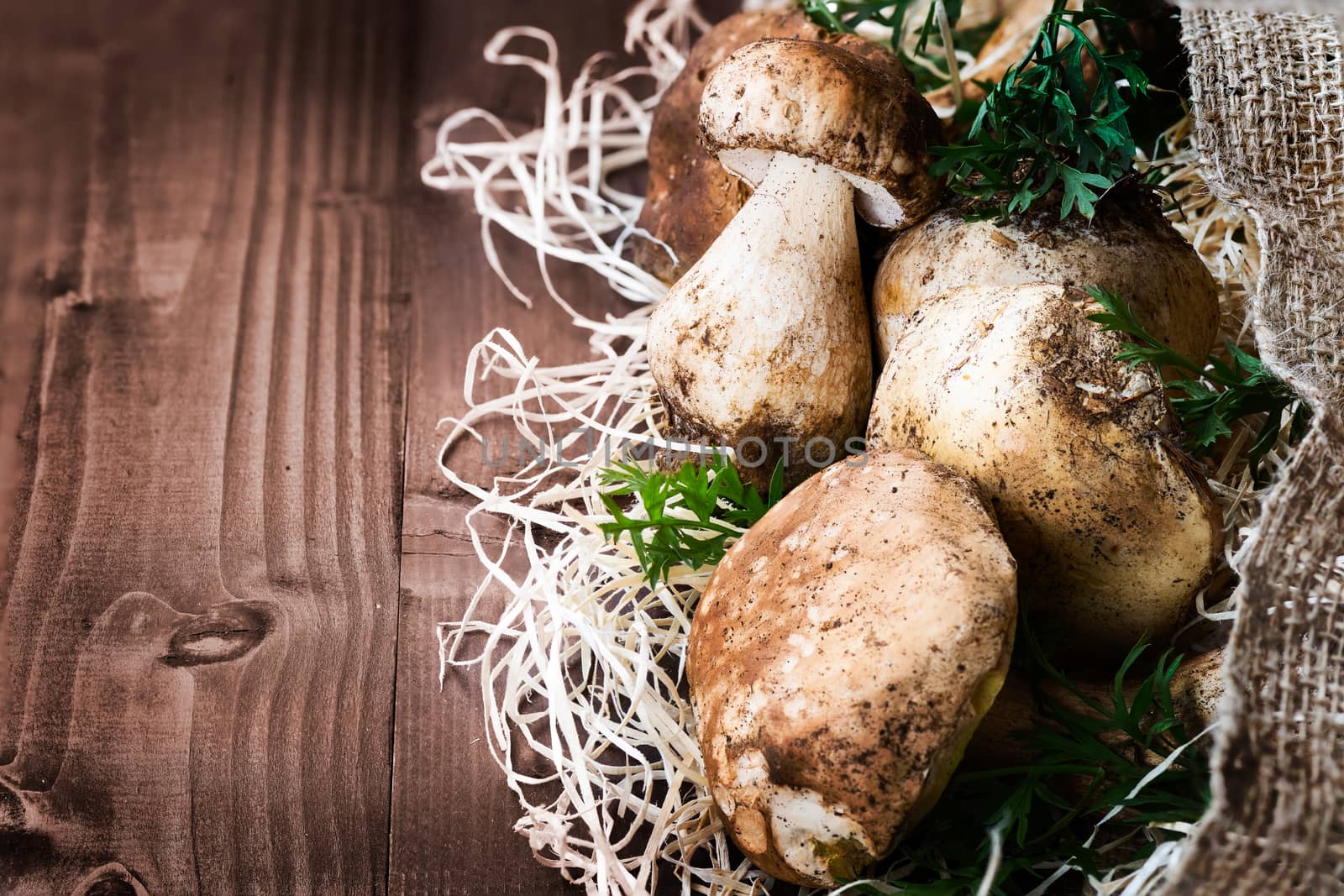 Pictured mushrooms(Boletus edulis,Porcini) - king of pore fungi,placed on straw and jute sack on wooden background.