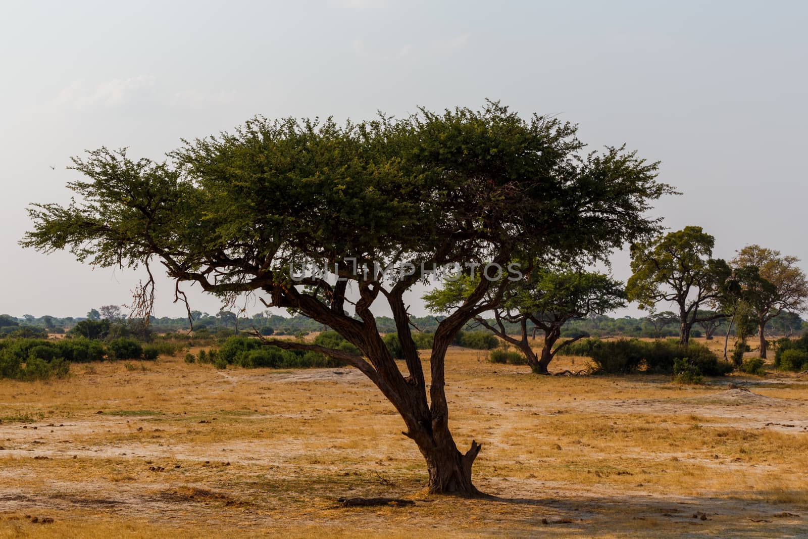 Typical large Acacia tree in the open savanna plains of East Africa, Botswana Hwankee