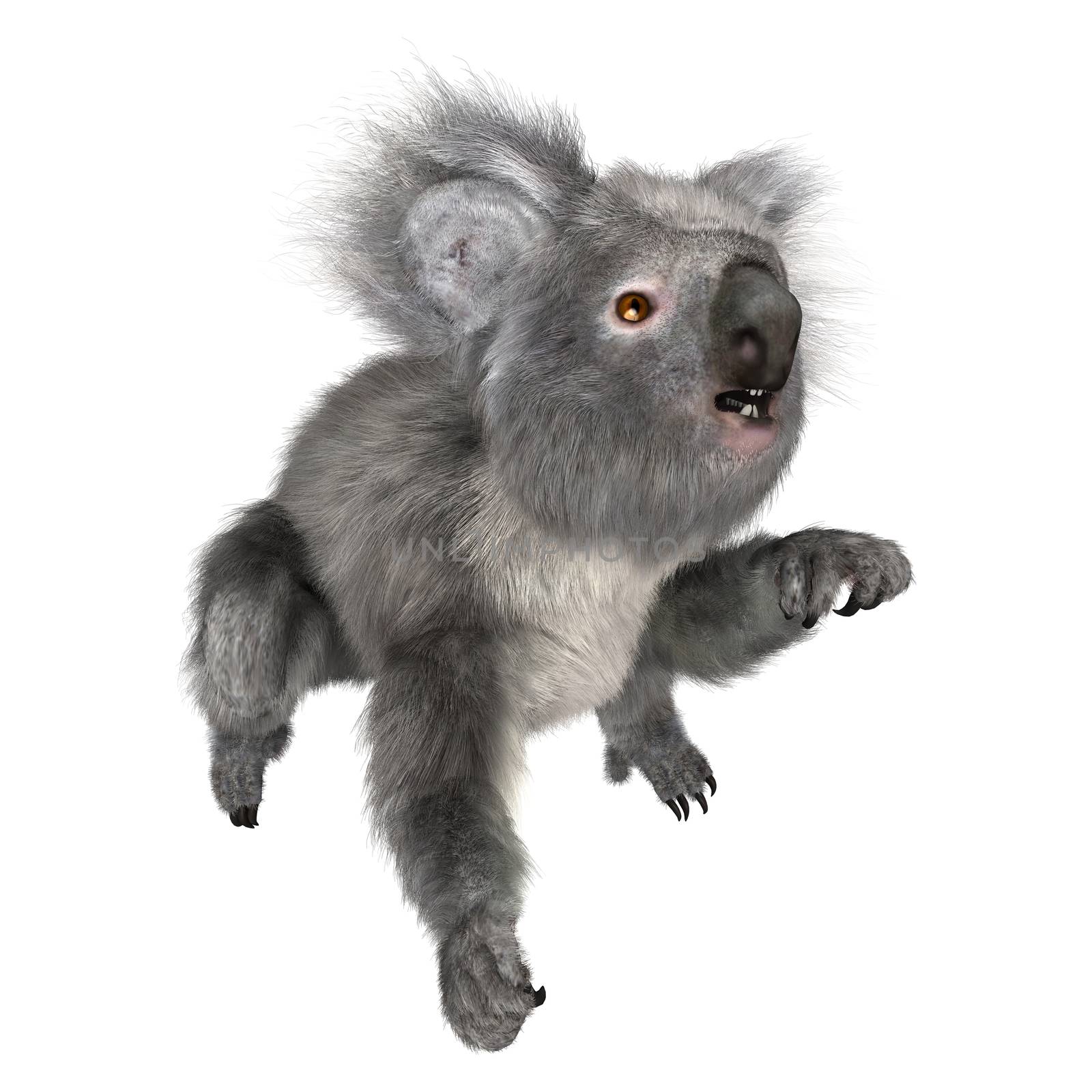 3D digital render of a cute Australian koala bear isolated on white background
