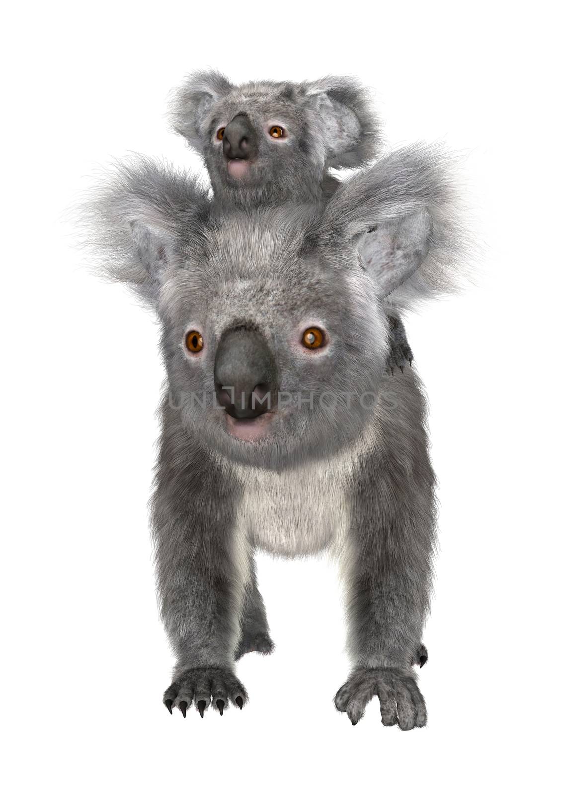Koalas by Vac