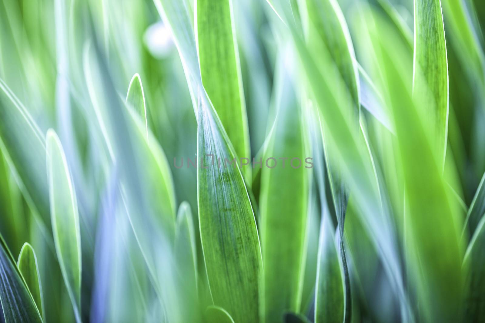 Green grass. Soft focus by H2Oshka