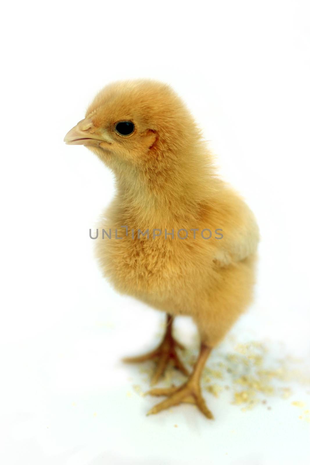 Image of chick isolated on white background.