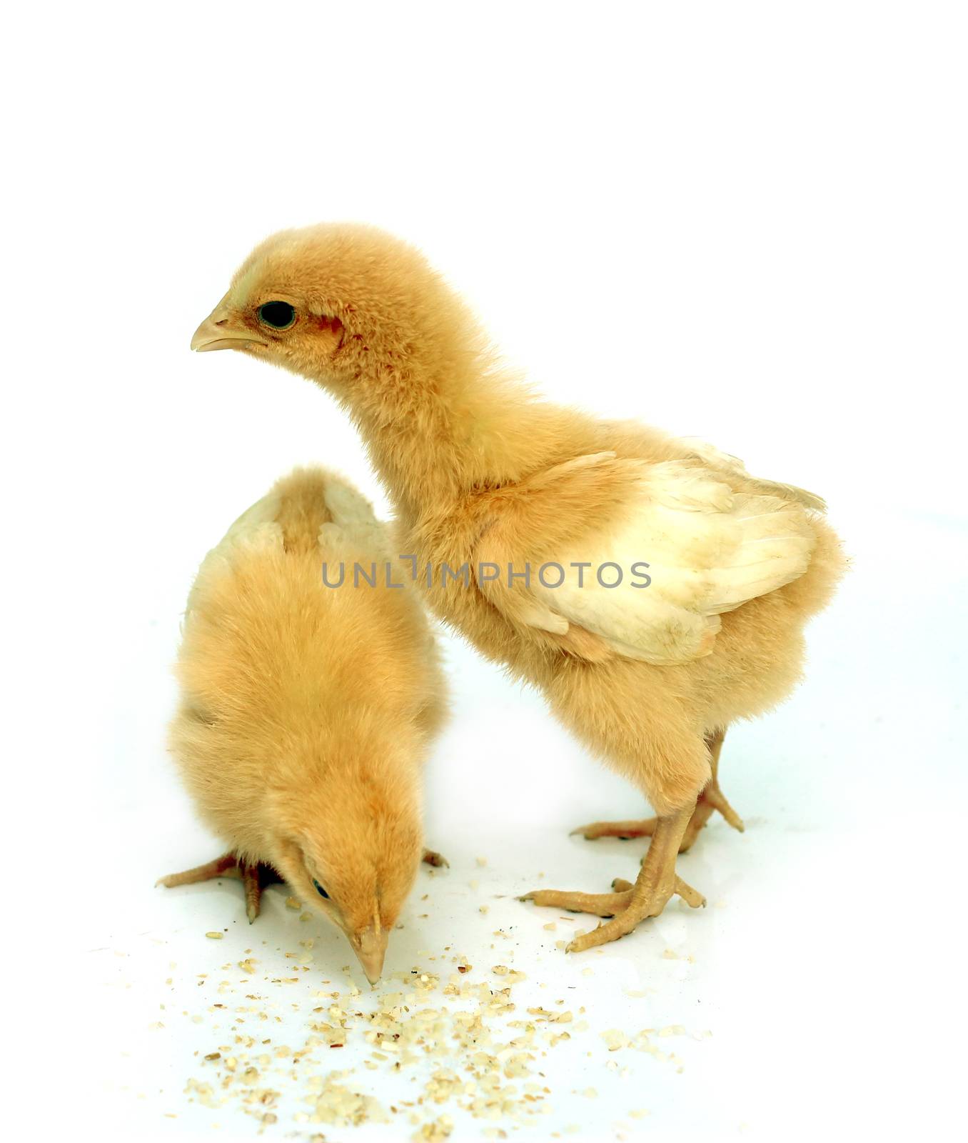 Image of chick isolated on white background. by yod67