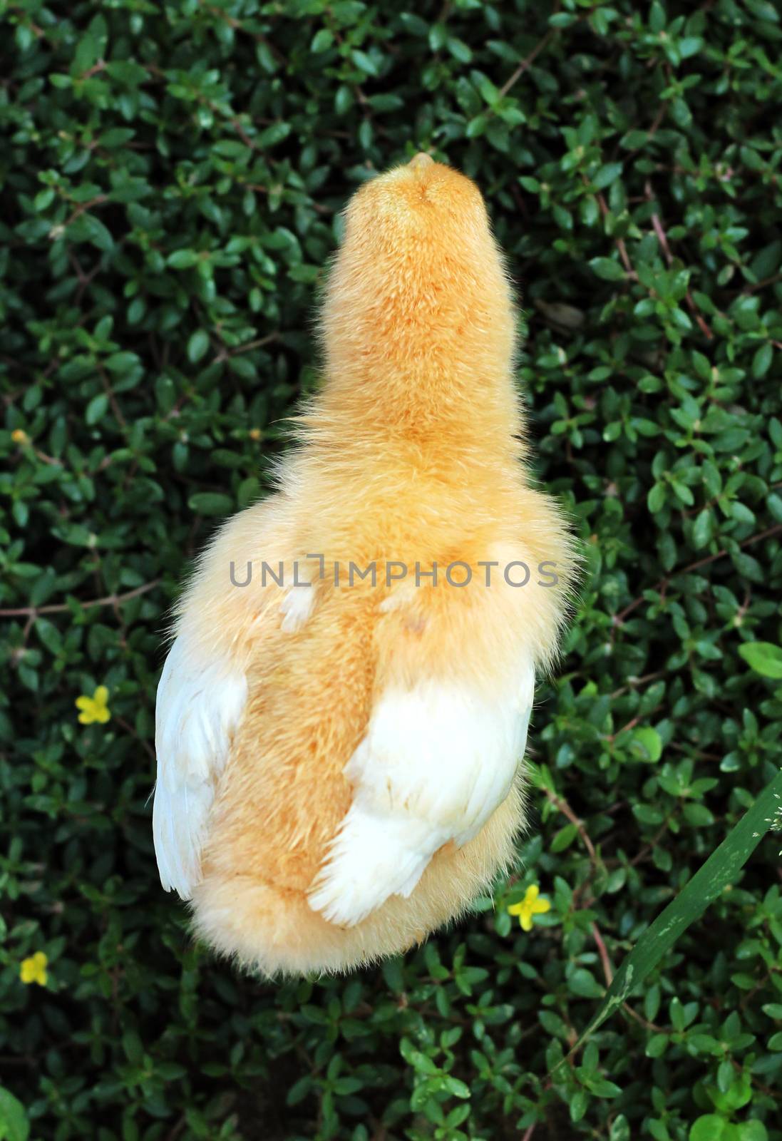 The image of a chick looking for food on the ground.