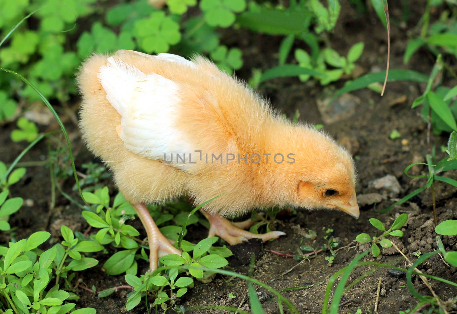The image of a chick looking for food on the ground. by yod67