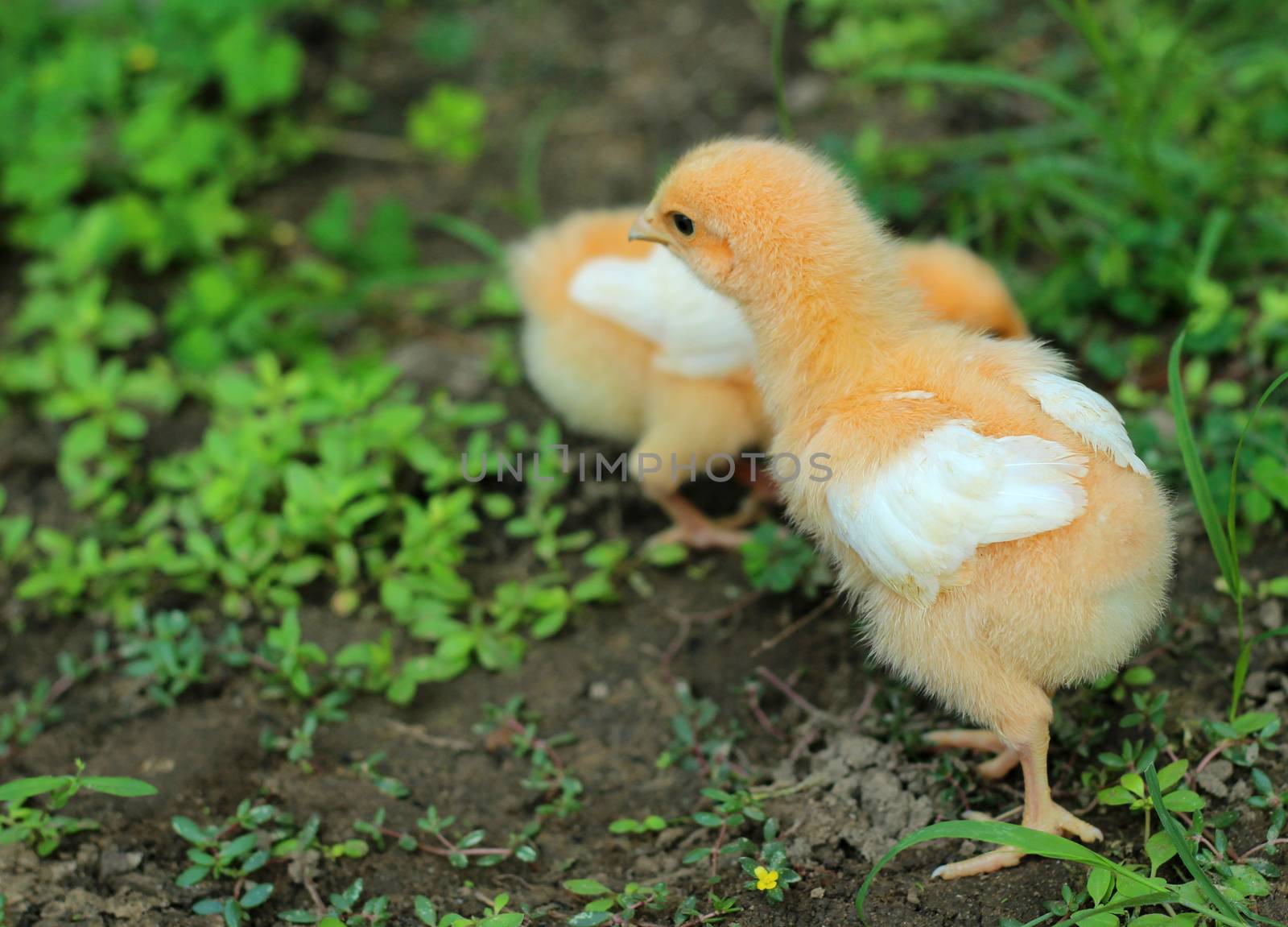 The image of a chick looking for food on the ground.