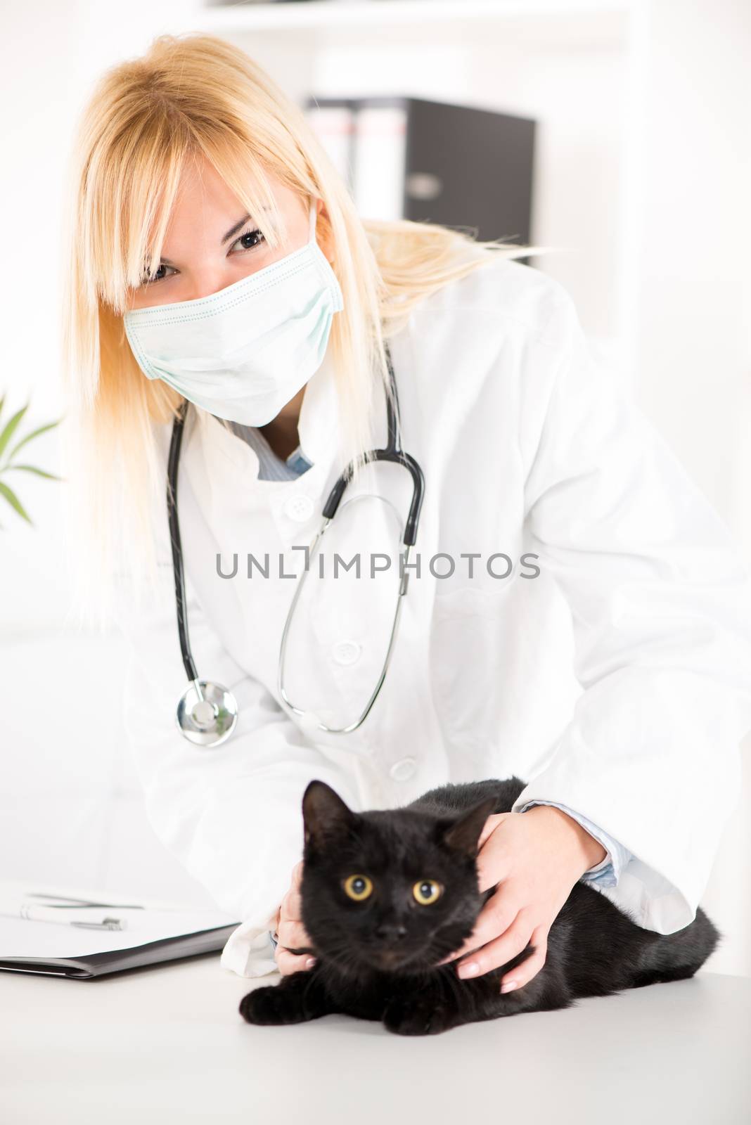 The veterinarian is examining the black domestic cat.