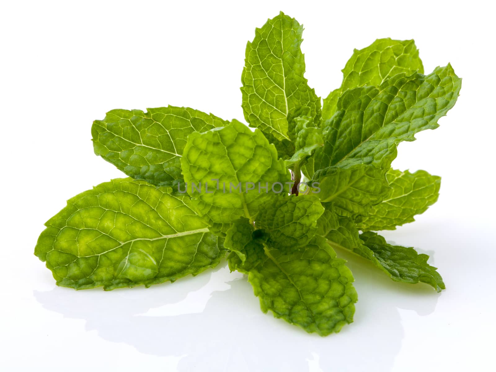 Close up Green mint leavs with water drop isolate on white background.