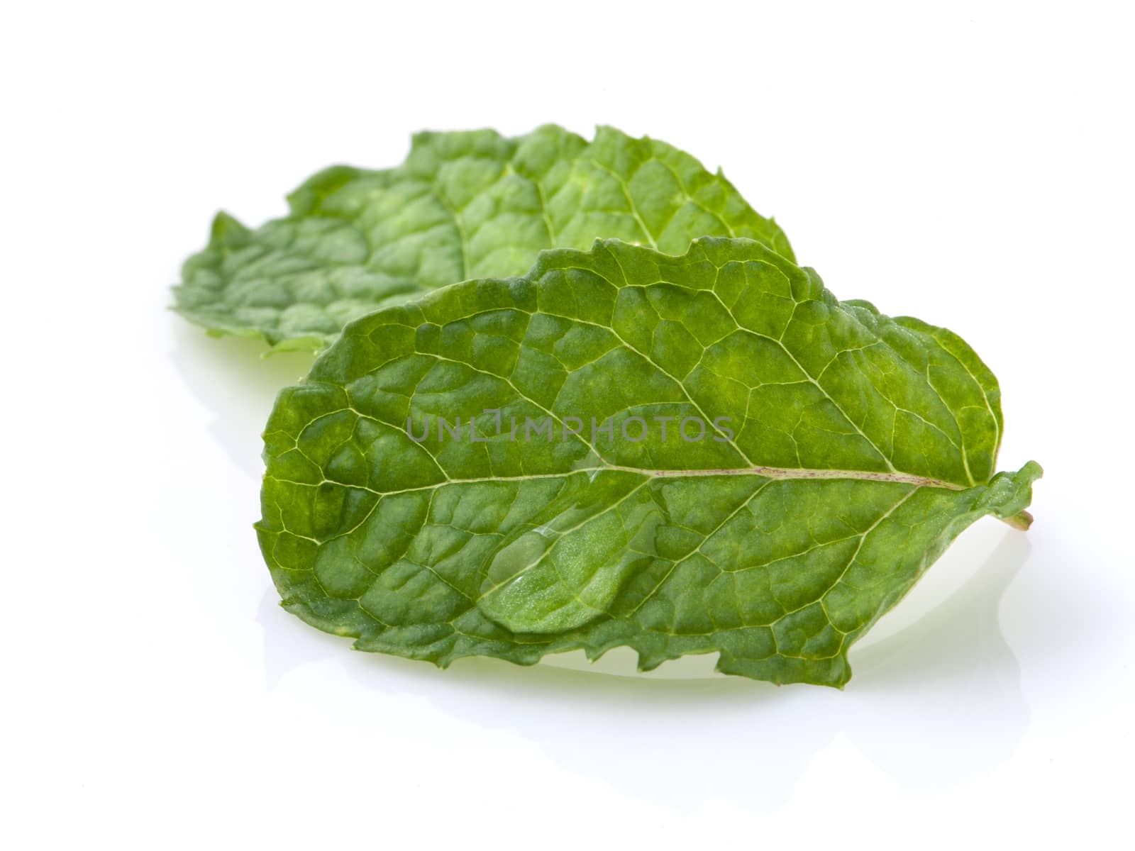 Close up Green mint leavs with water drop isolate on white backg by kerdkanno