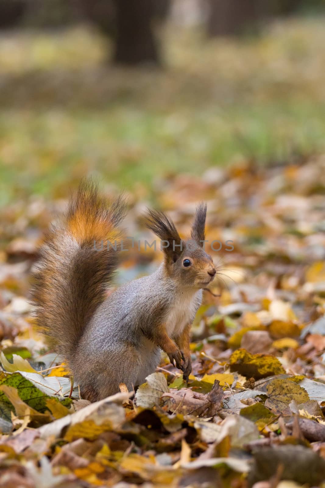 The photograph shows a squirrel on the tree