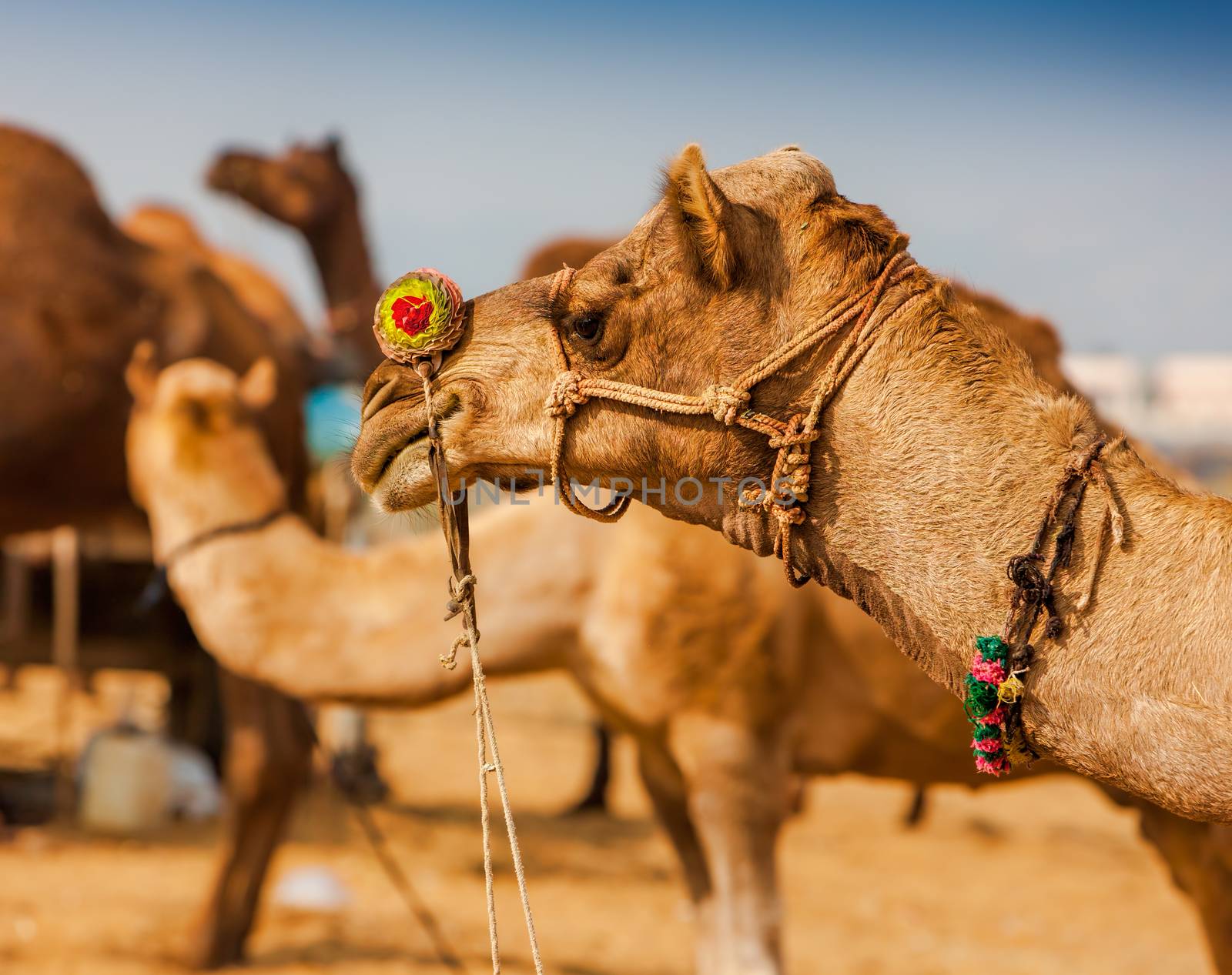 Decorated camel at the Pushkar fair. Rajasthan, India by vladimir_sklyarov