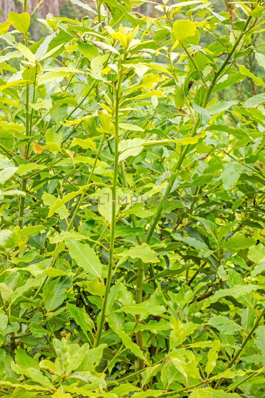 Laurel - wild growing on the island of Madeira, Portugal