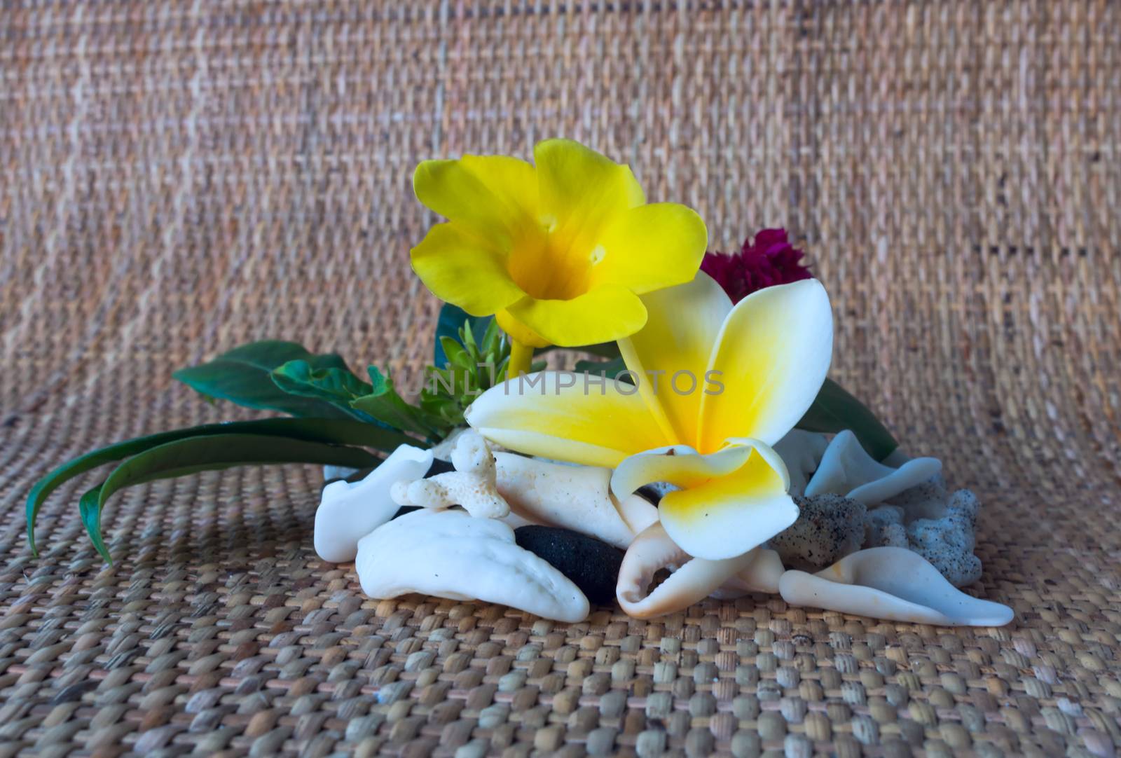 Frangipani flower with white seashells by BIG_TAU