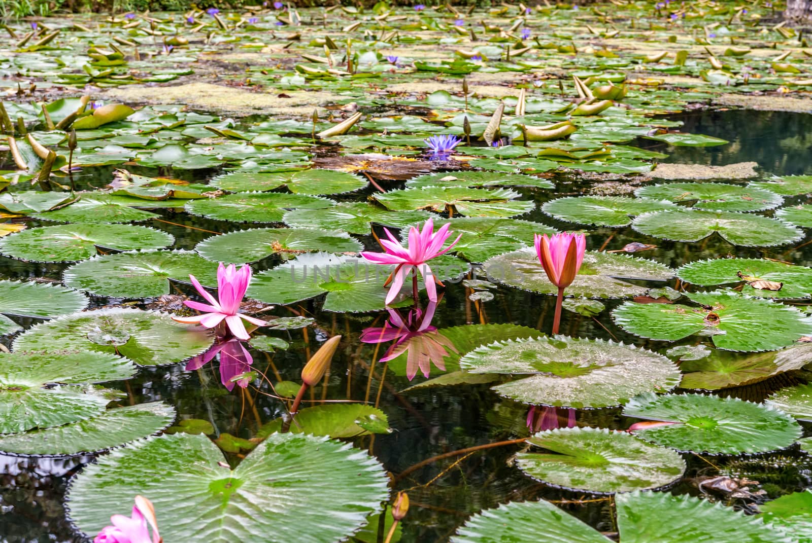 Waterlily in garden pond