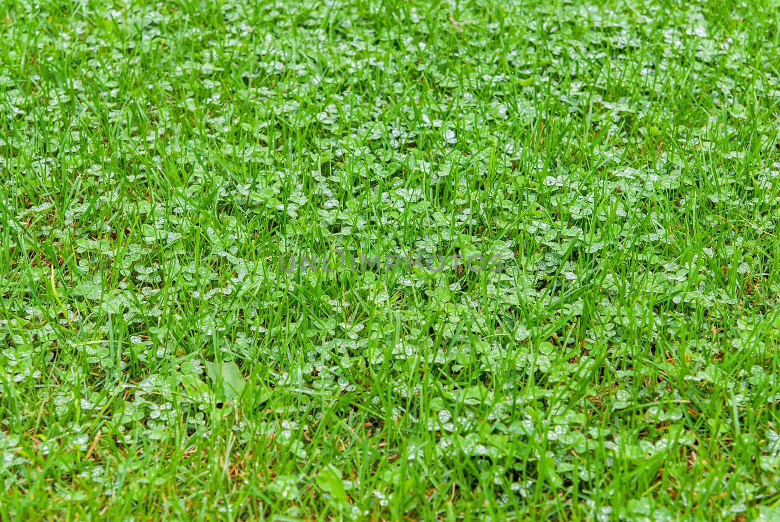 Bright green grass with raindrops by Zhukow