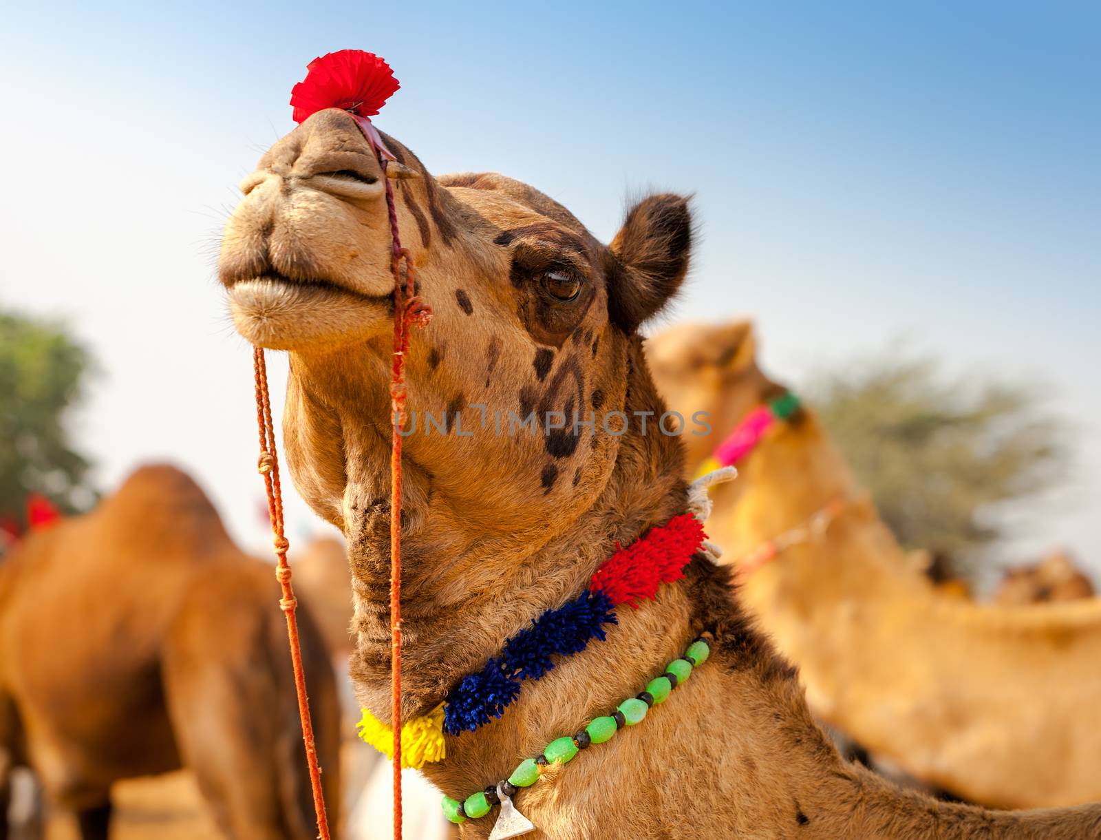 Decorated camel at the Pushkar fair. Rajasthan, India, Asia