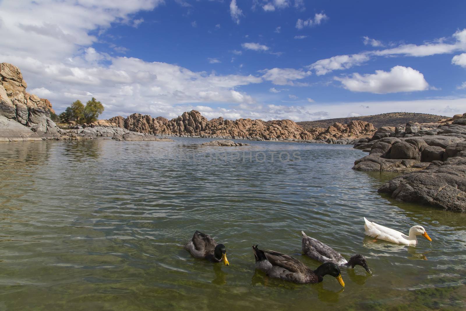 Lake views in the Arizona desert