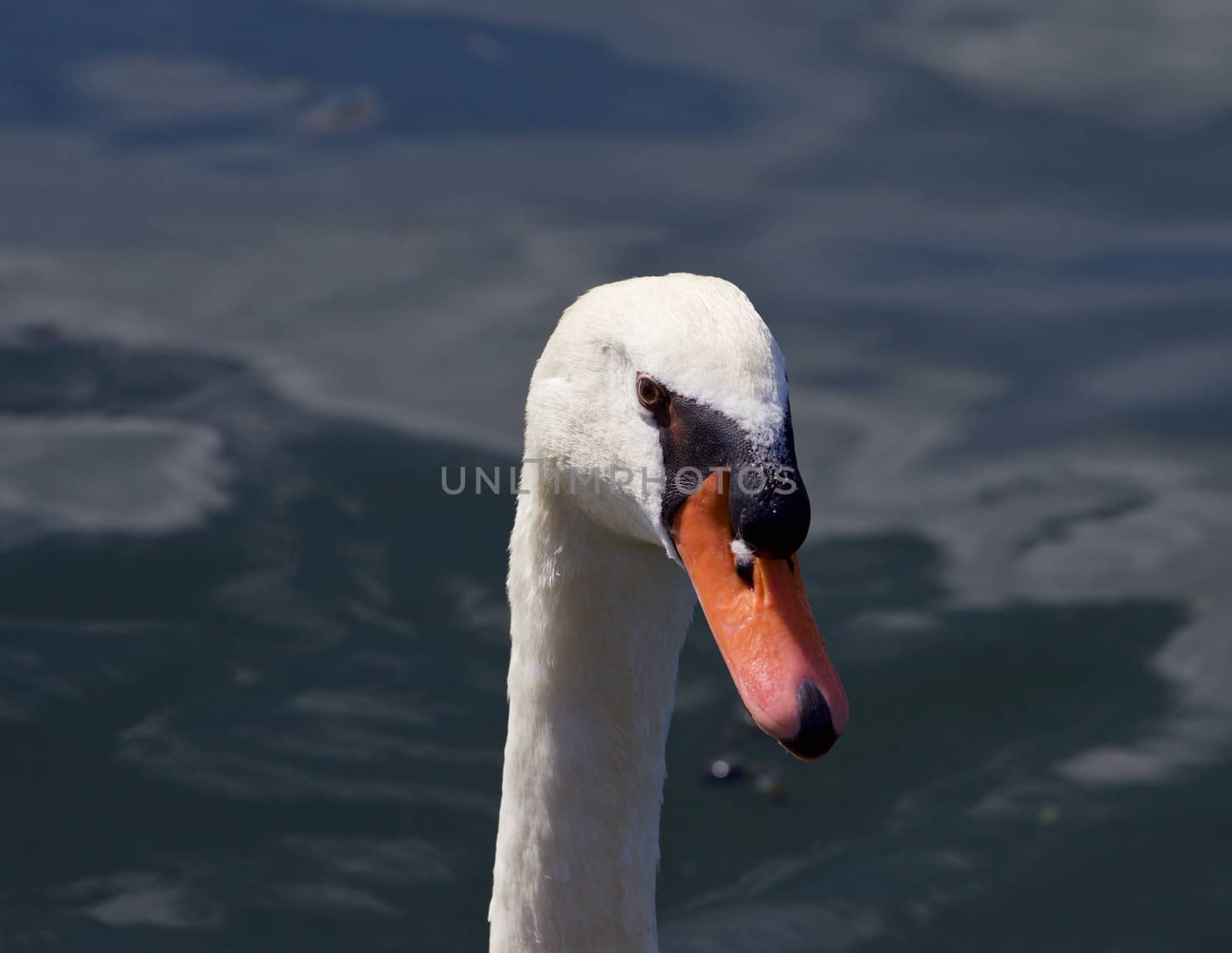 Funny close-up of a white mute swan