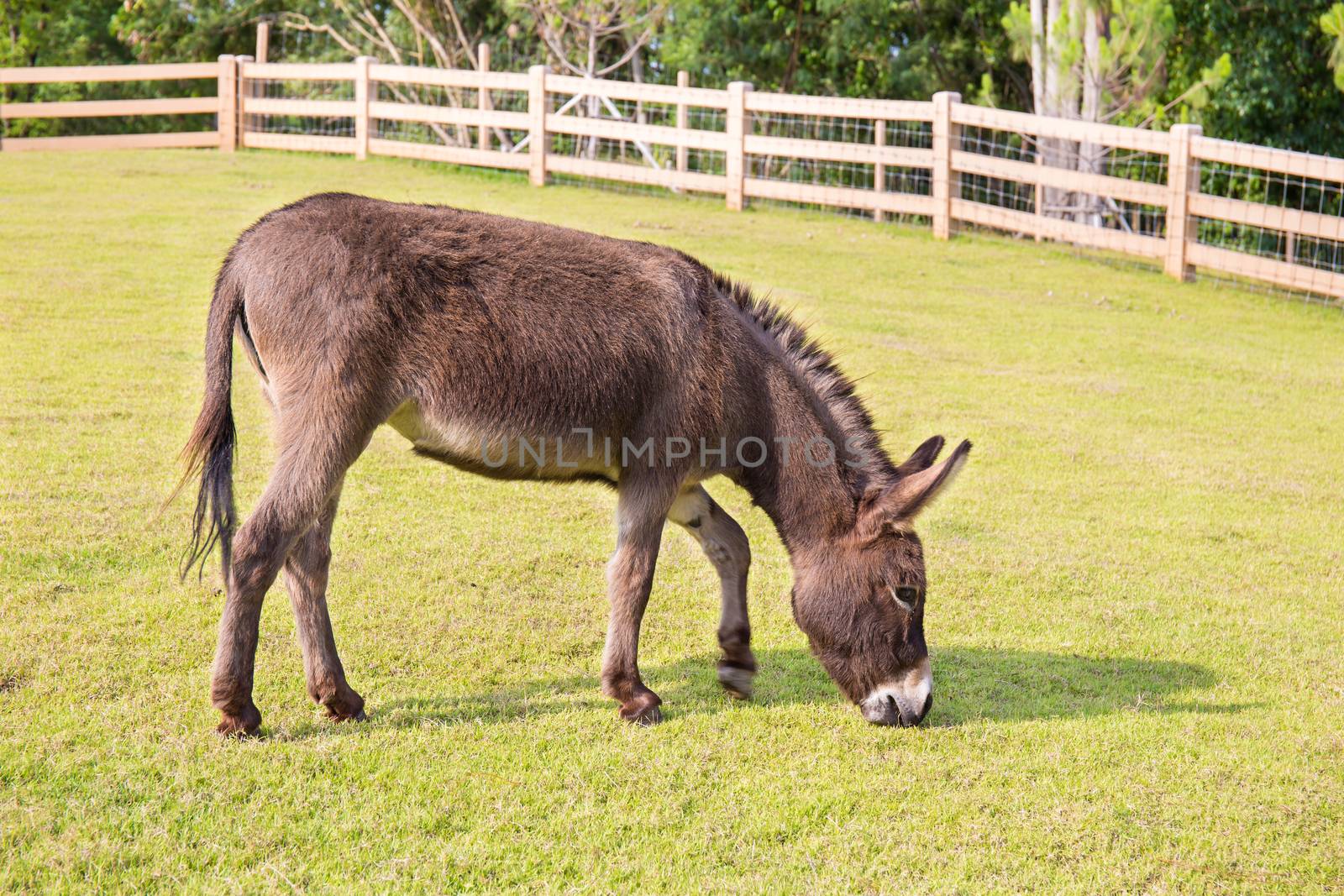 donkey in the field. by powerbeephoto