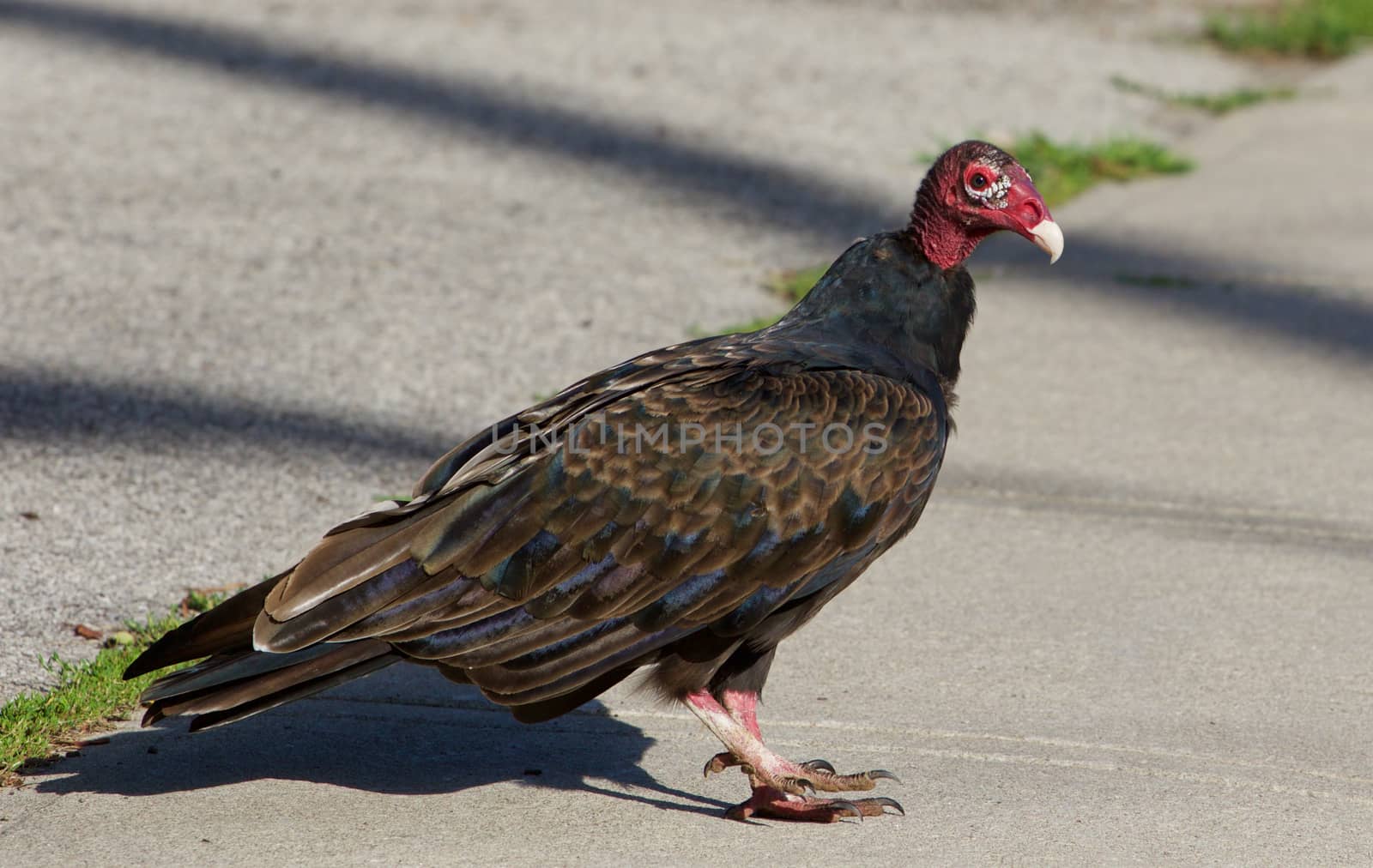 The close-up of a vulture bird