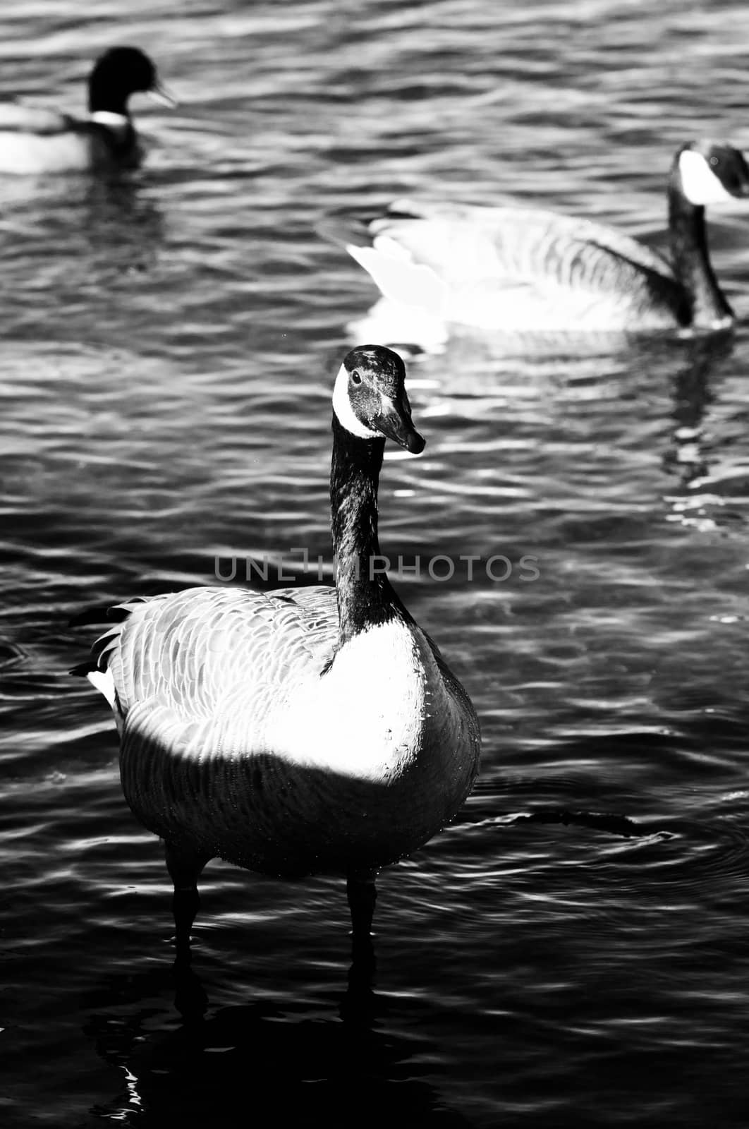 Black and white close-up of a Canada goose by teo