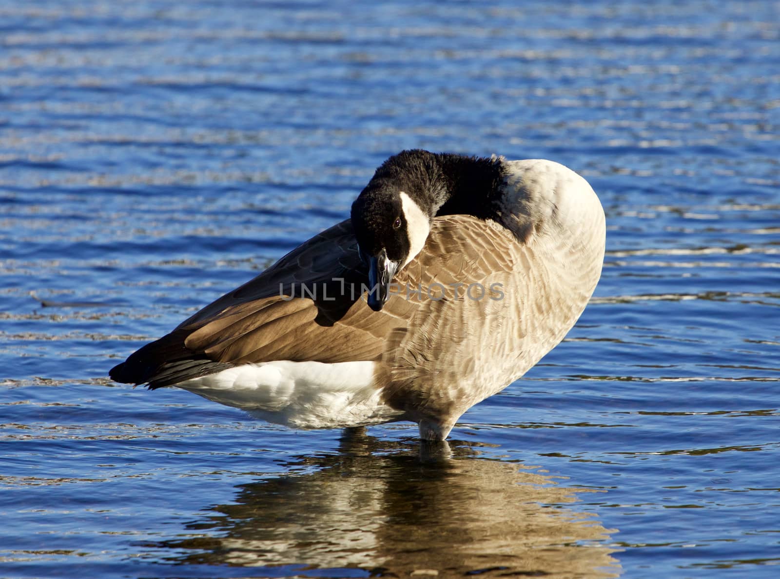 Beautiful Canada goose is cleaning his feathers in the lake