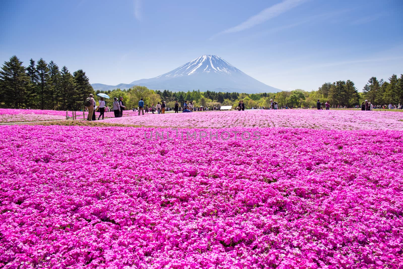 NASHIYAMA, JAPAN- 11 MAY. 2015: People from Tokyo and other cities or internatoinal come to Mt. Fuji and enjoy the cherry blossom at spring every year. Mt. Fuji is the highest mountain in Japan. by powerbeephoto