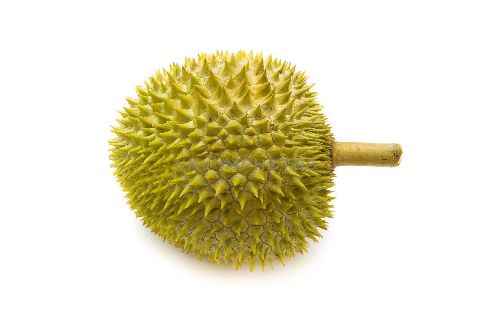 King of fruits. durian isolated on white background. most popular in thailand