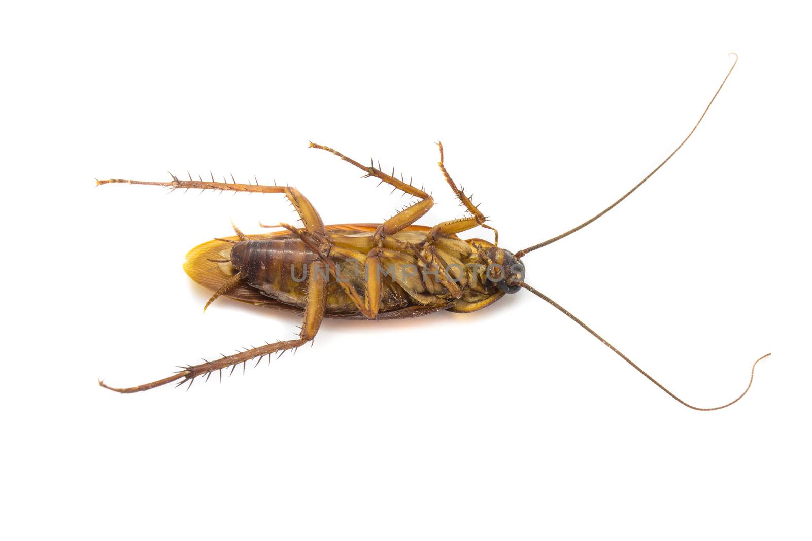 Closeup cockroach isolated on a white background