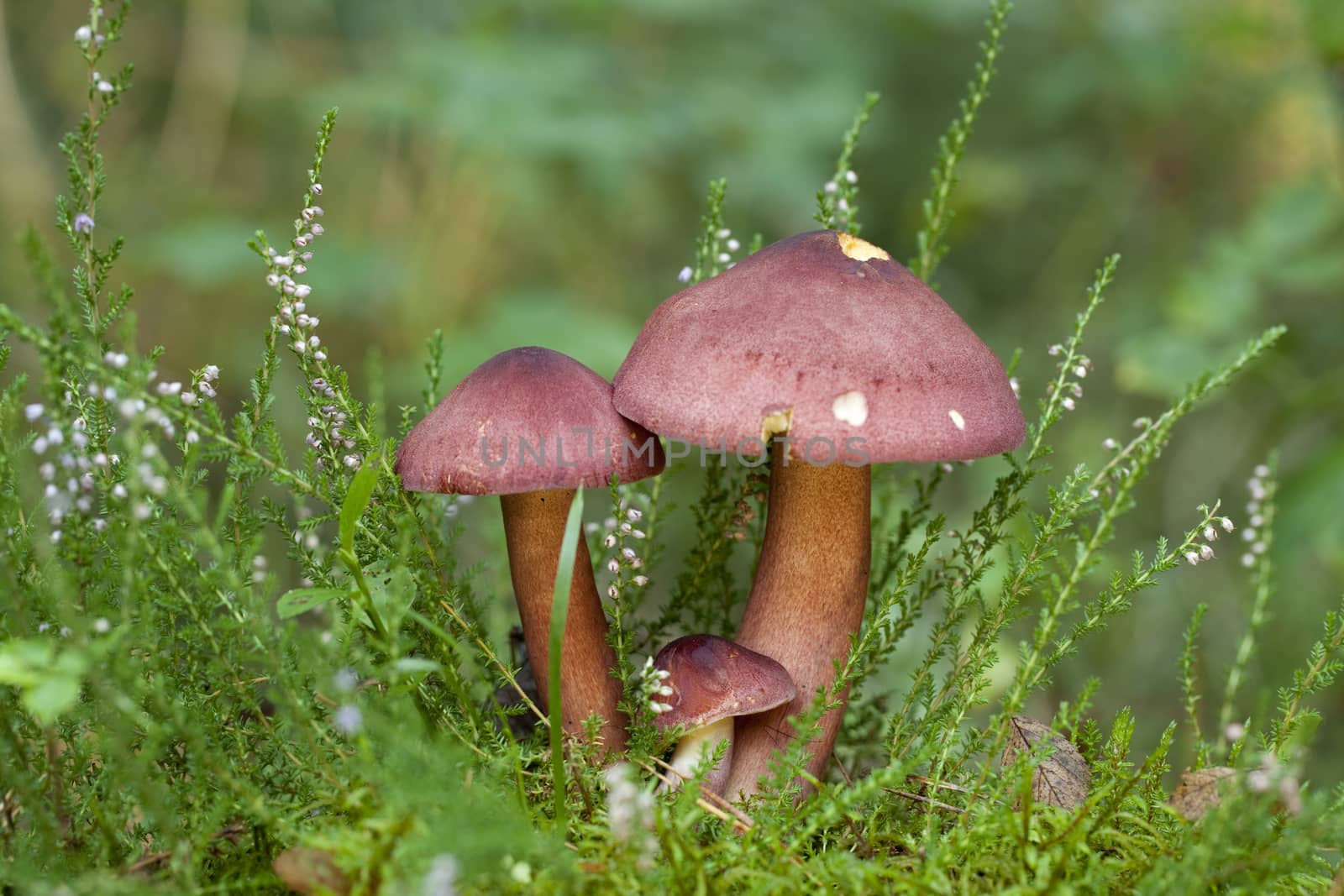 edible mushrooms (Tricholomopsis rutilans) in forest