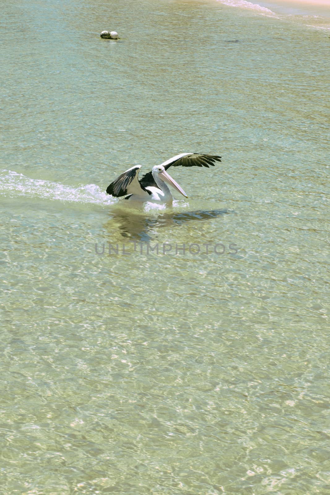 Pelican swimming in the water during the day at Tangalooma Island in Queensland on the west side of Moreton Island.