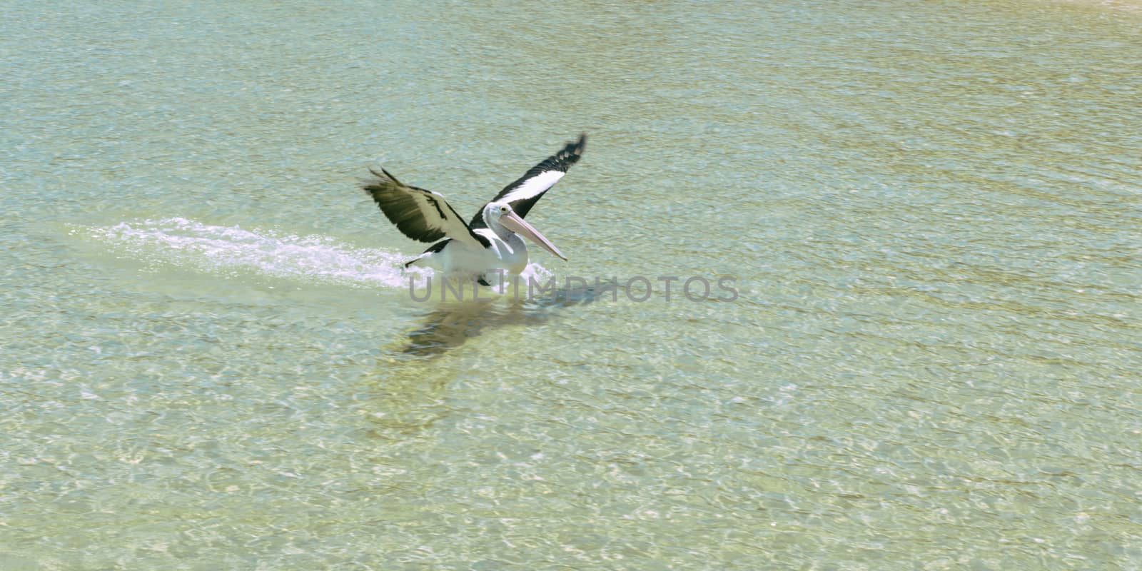 Pelican swimming in the water by artistrobd