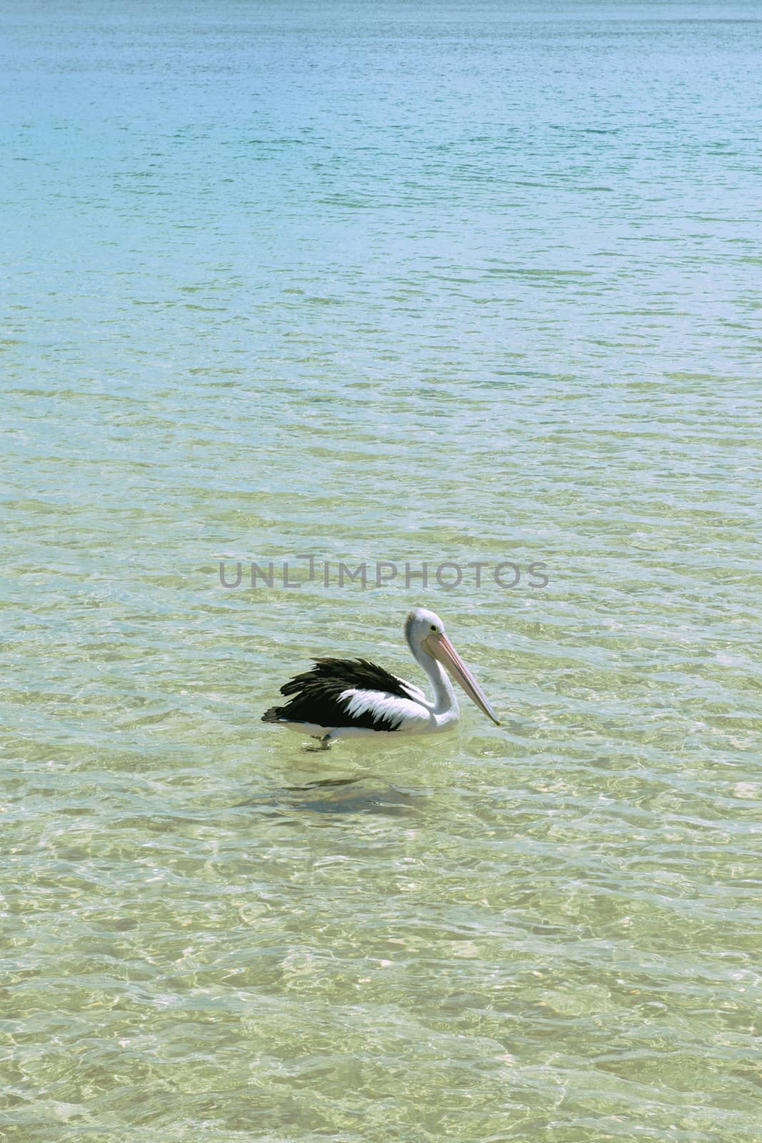 Pelican swimming in the water during the day at Tangalooma Island in Queensland on the west side of Moreton Island.